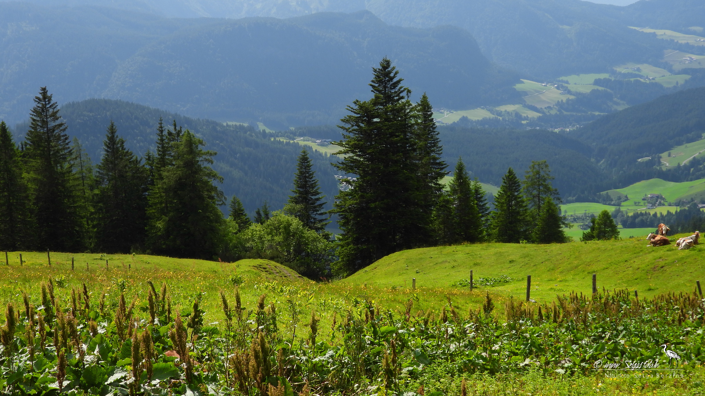 ALPU KALNI. Bischofsmütze. 