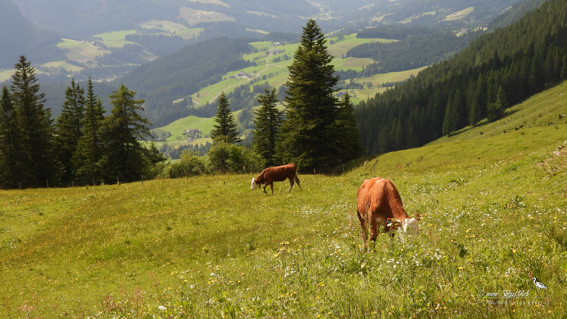 ALPU KALNI. Bischofsmütze. 