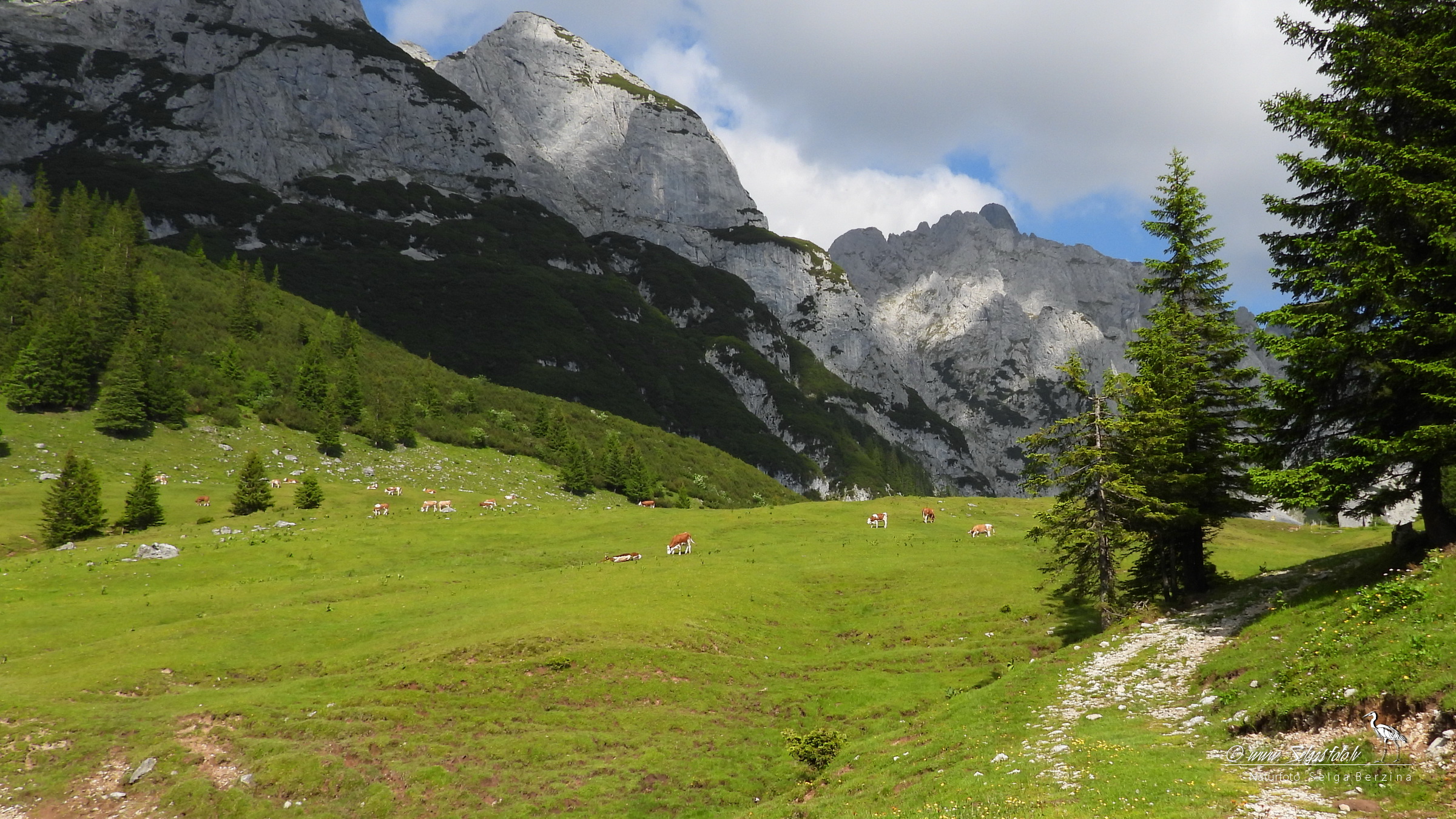 ALPU KALNI. Bischofsmütze. 