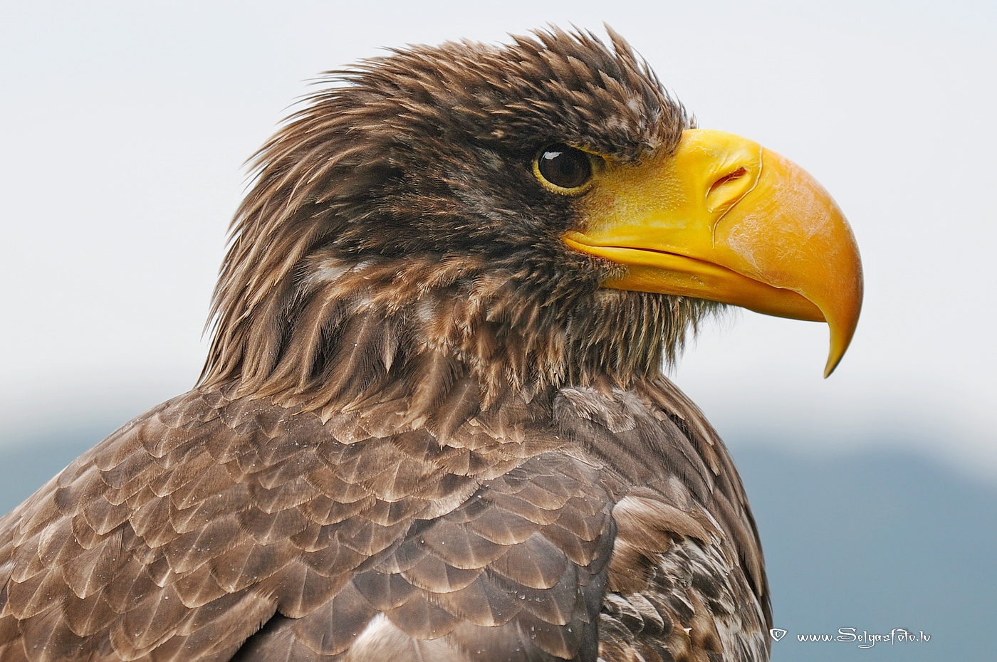 Burg Guttenberg. Deutschland.