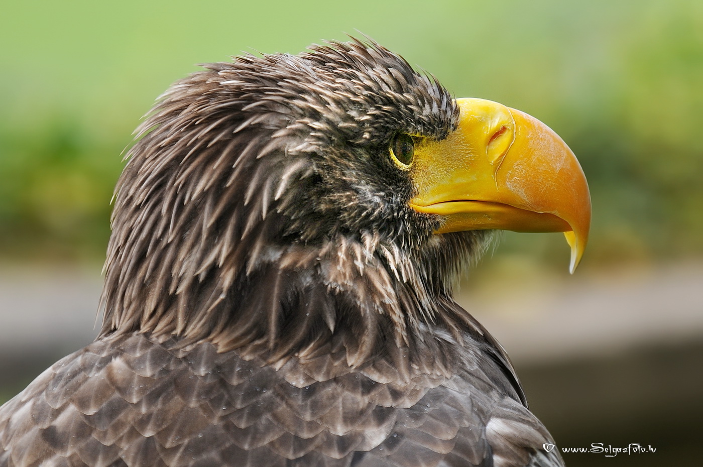 Burg Guttenberg. Deutschland. Burg Guttenberg. Deutschland.