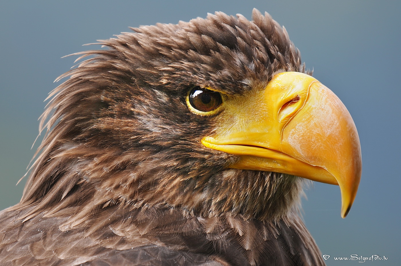 Burg Guttenberg. Deutschland.