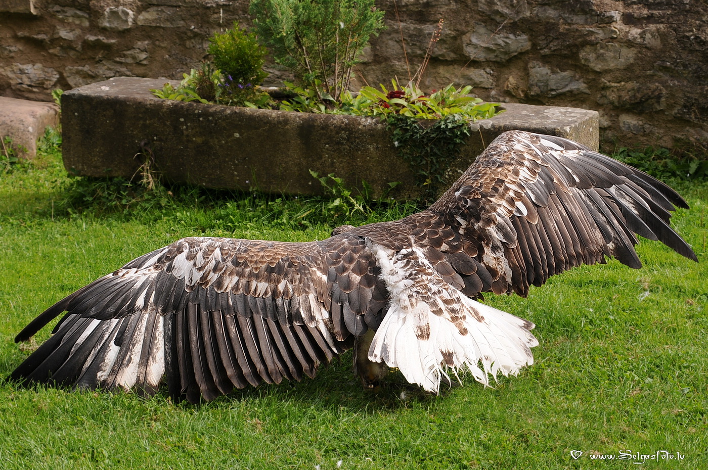 Burg Guttenberg. Deutschland.