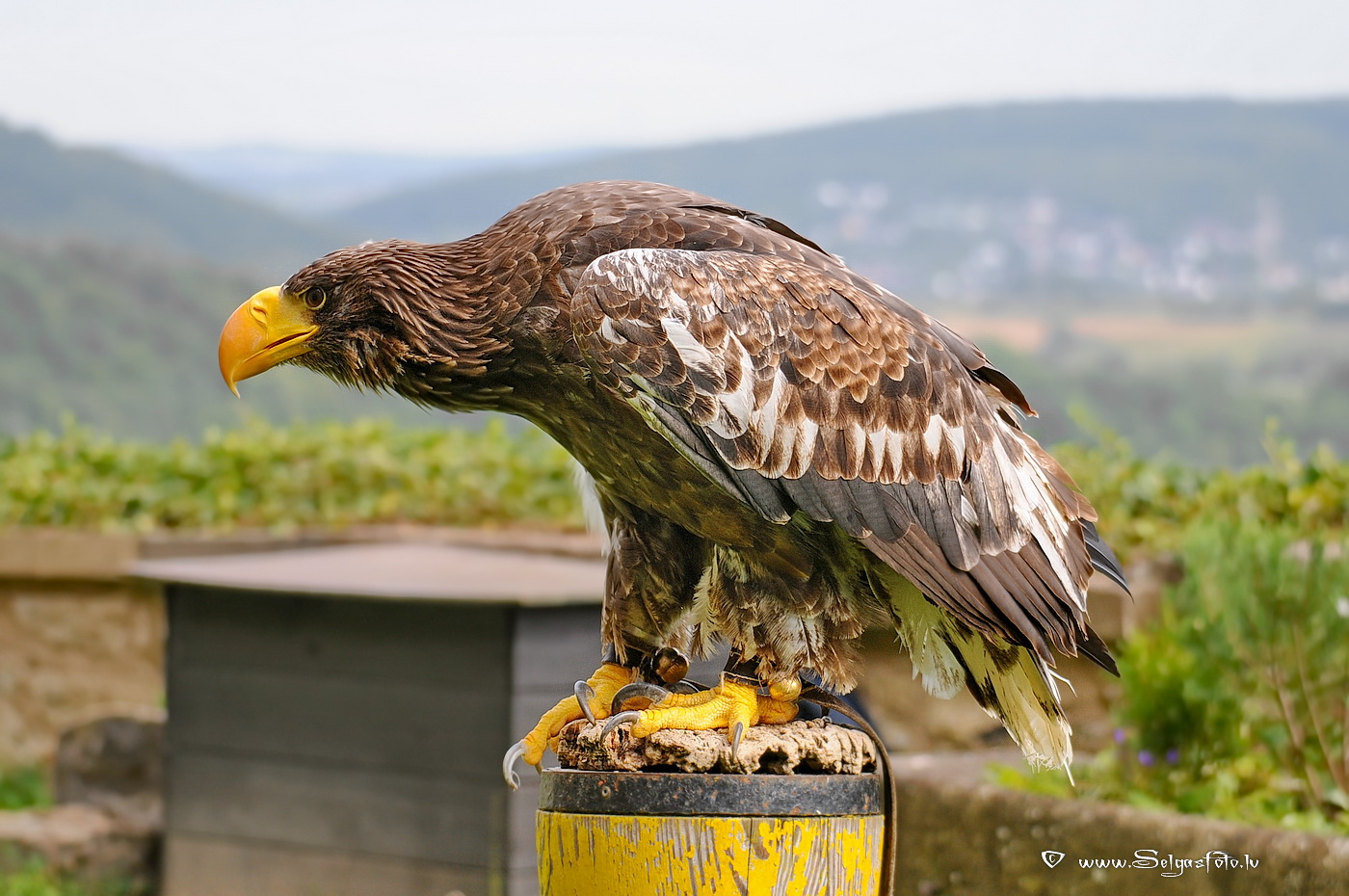 Burg Guttenberg. Deutschland. Burg Guttenberg. Deutschland.