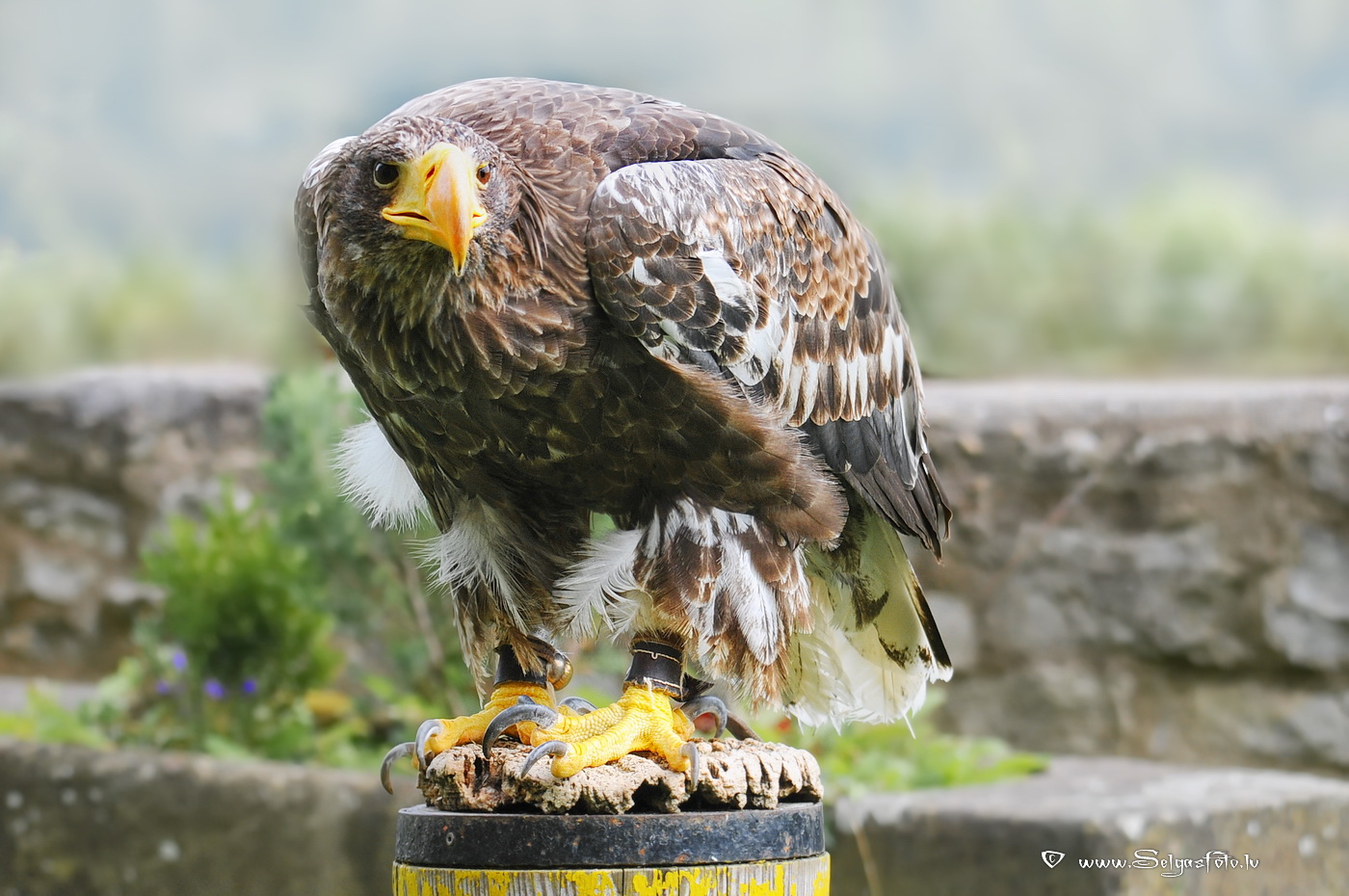 Burg Guttenberg. Deutschland. Burg Guttenberg. Deutschland.