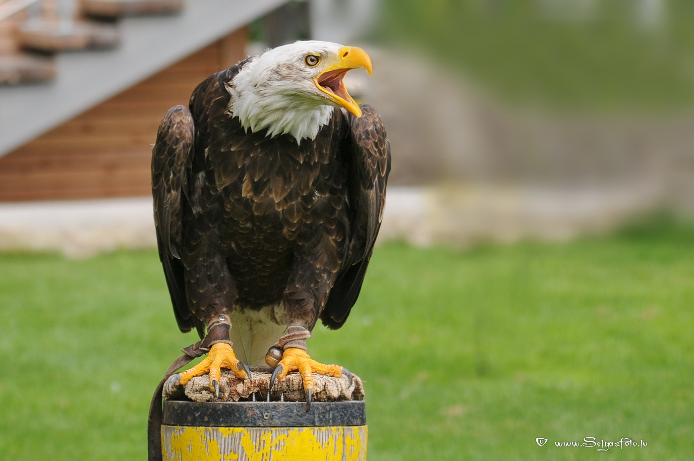 Burg Guttenberg. Deutschland. Burg Guttenberg. Deutschland.