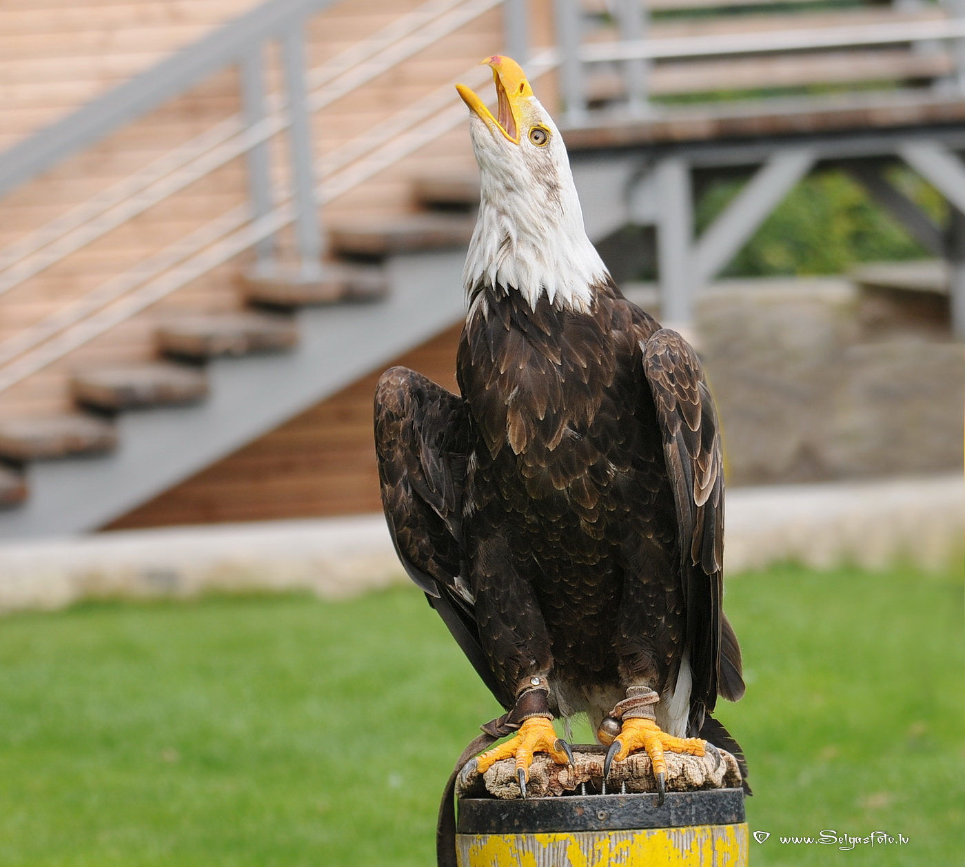 Burg Guttenberg. Deutschland. Burg Guttenberg. Deutschland.