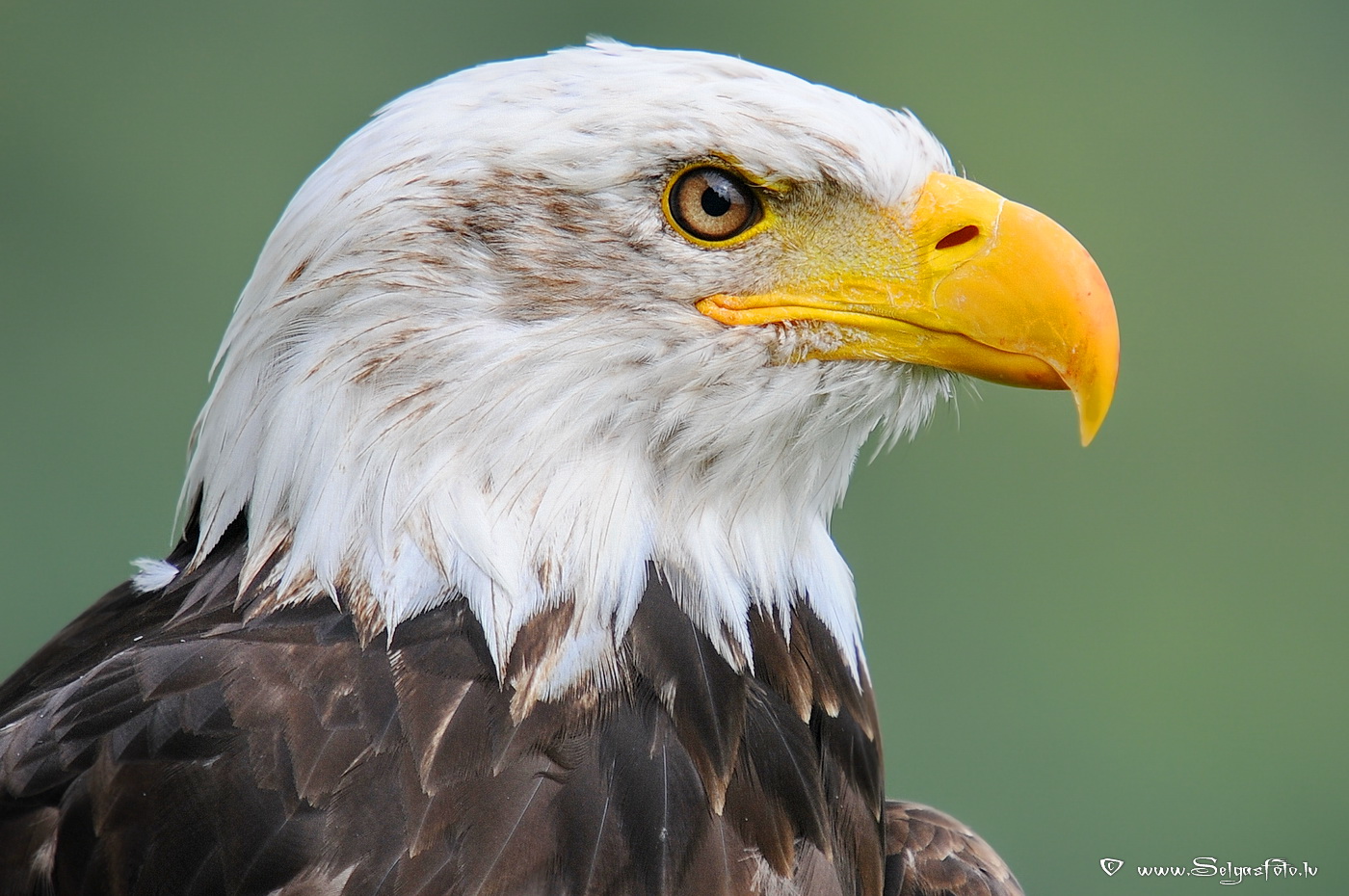 Burg Guttenberg. Deutschland. Burg Guttenberg. Deutschland.