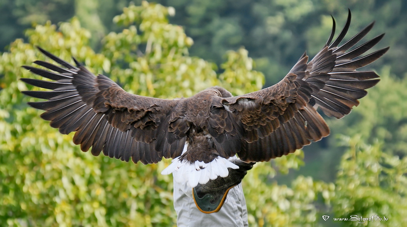 Burg Guttenberg. Deutschland.