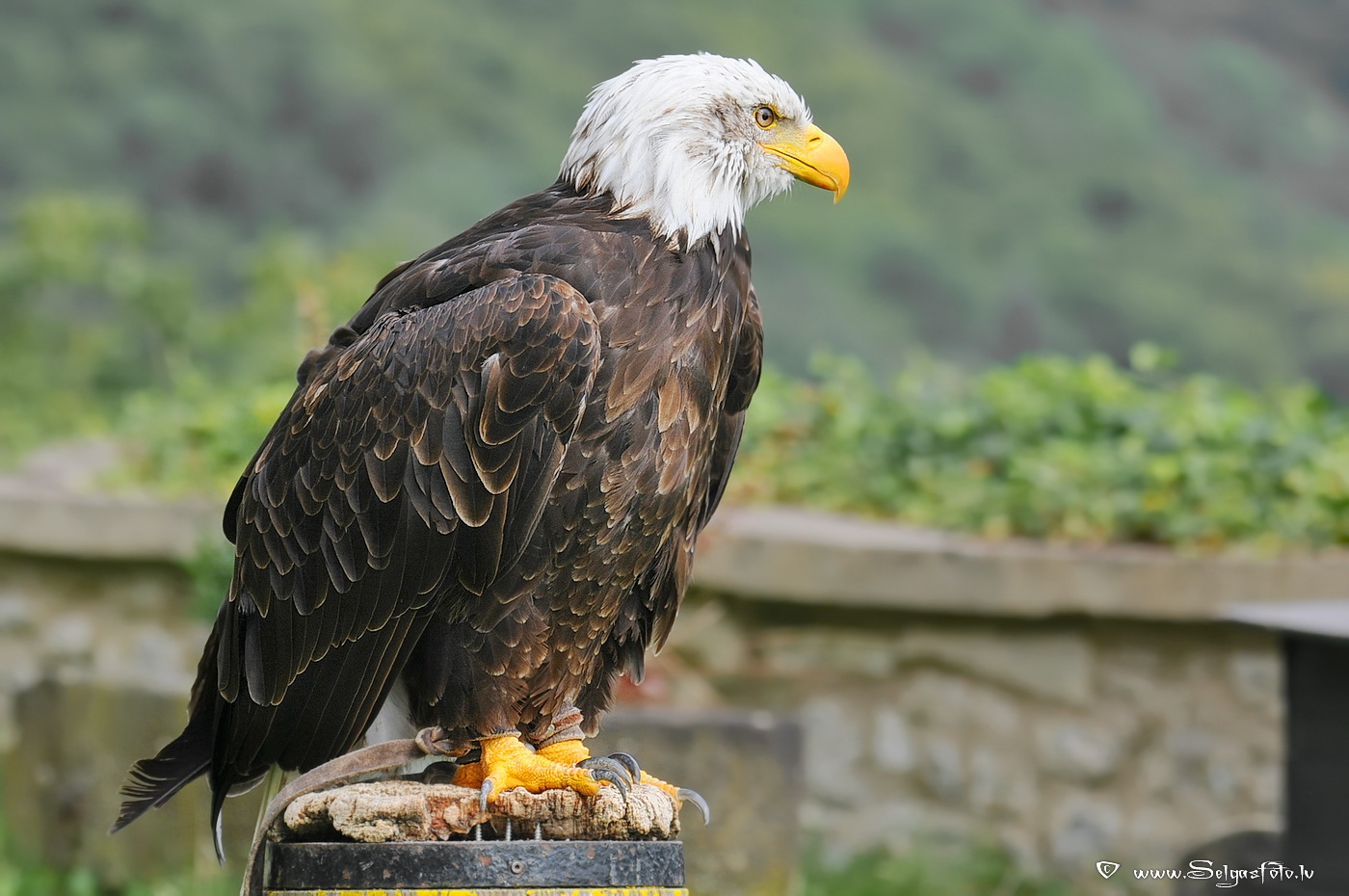 Burg Guttenberg. Deutschland. Burg Guttenberg. Deutschland.