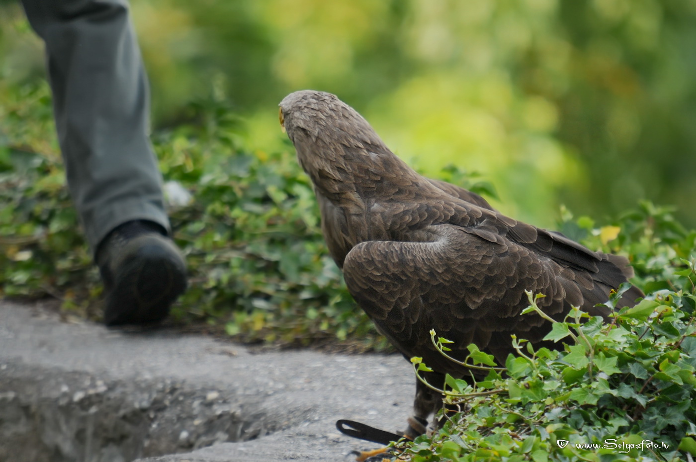 Burg Guttenberg. Deutschland.