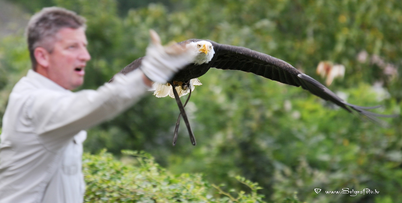 Burg Guttenberg. Deutschland.
