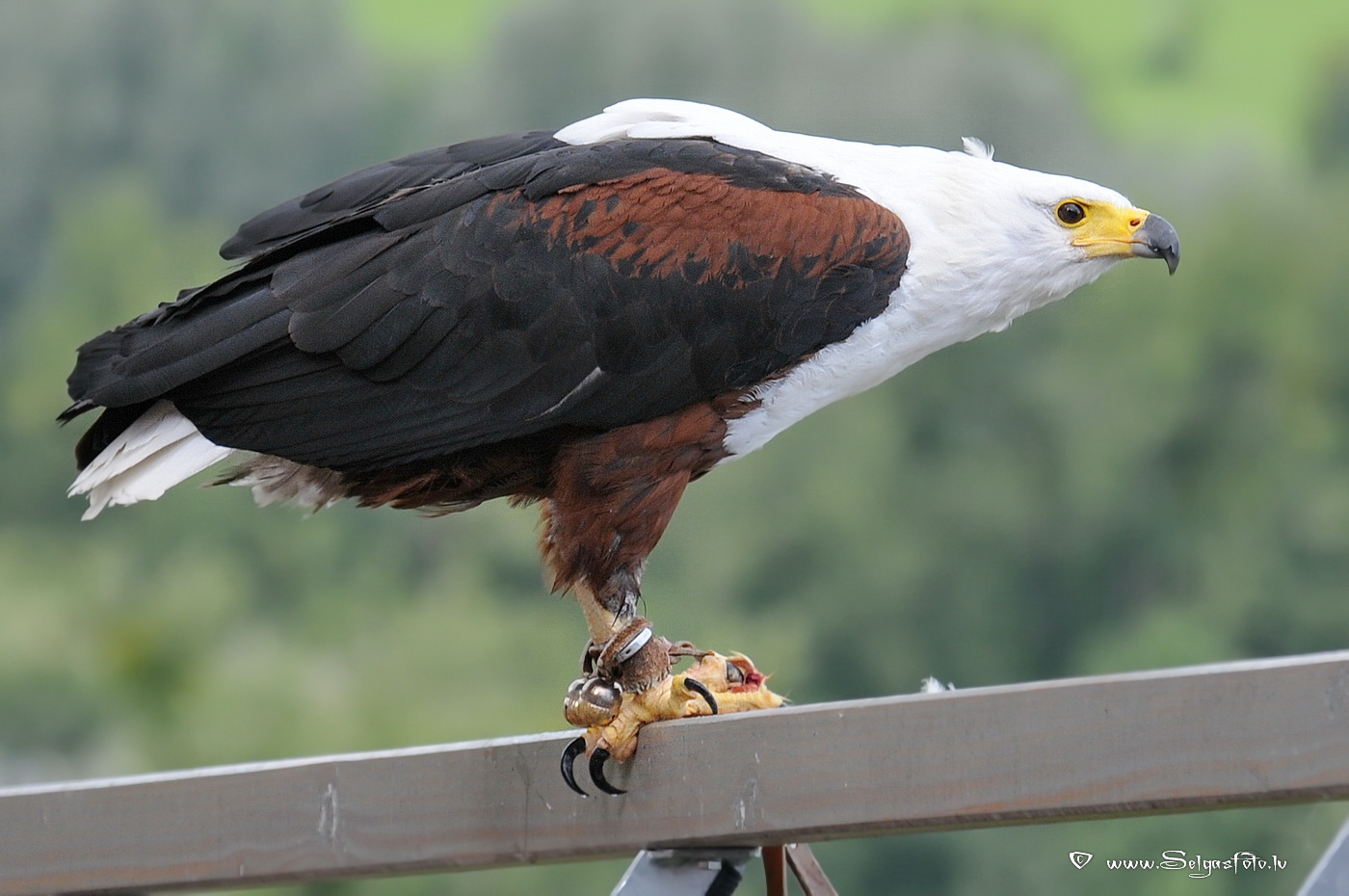 Burg Guttenberg. Deutschland. Burg Guttenberg. Deutschland.