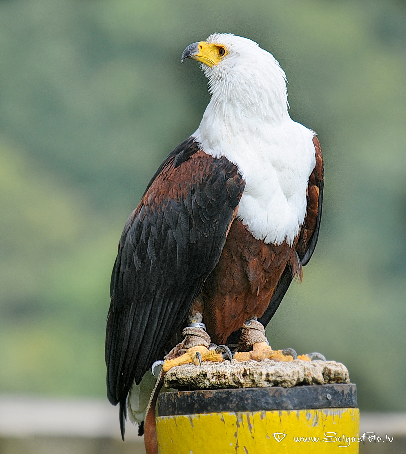 Burg Guttenberg. Deutschland. Burg Guttenberg. Deutschland.