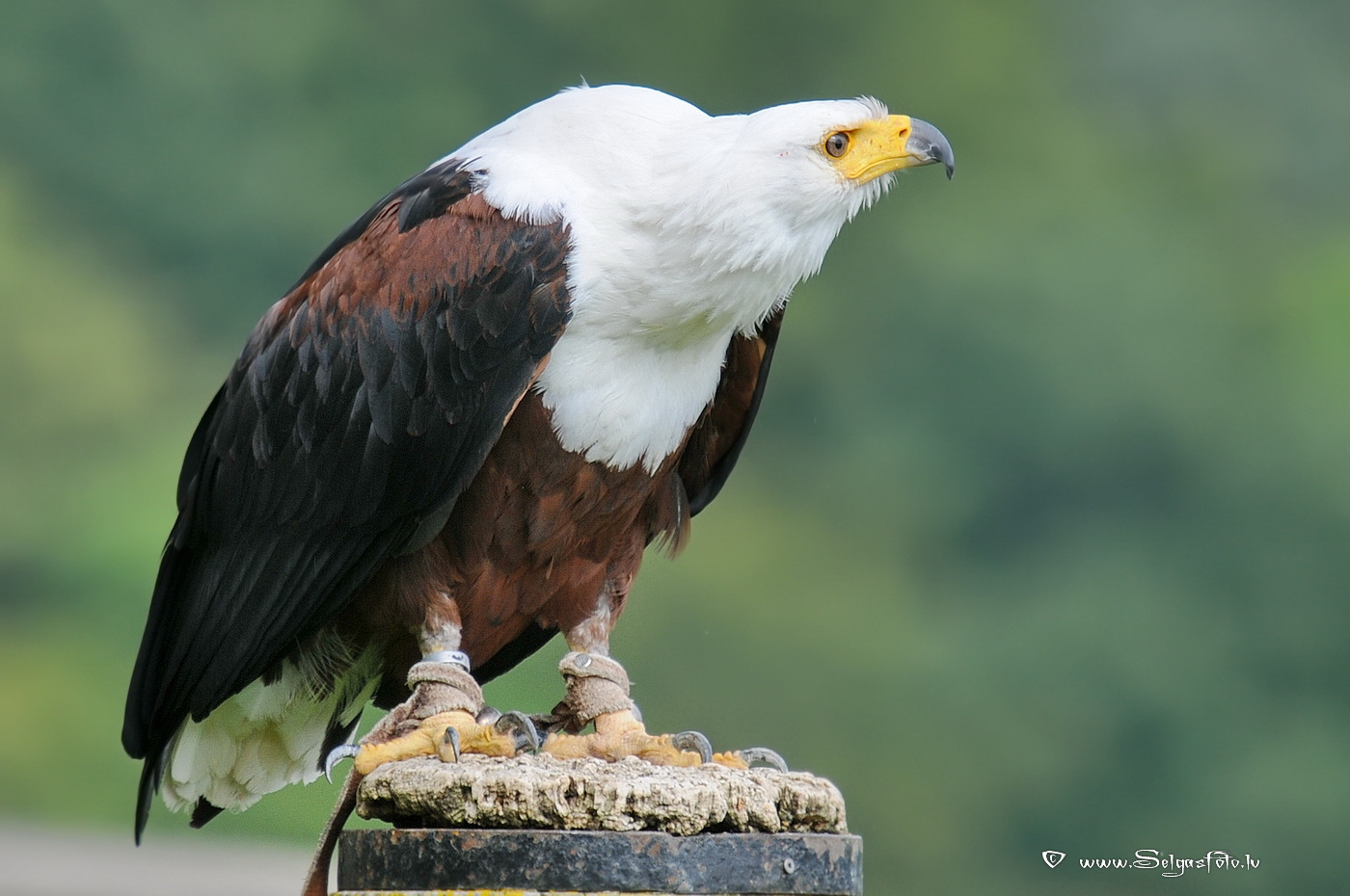Burg Guttenberg. Deutschland. Burg Guttenberg. Deutschland.