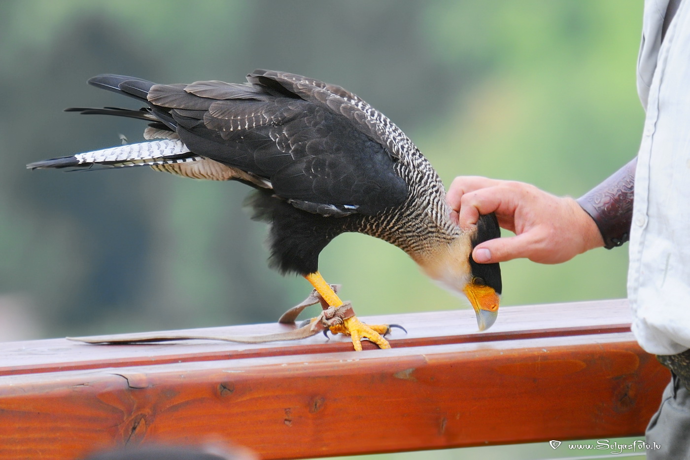 Burg Guttenberg. Deutschland.