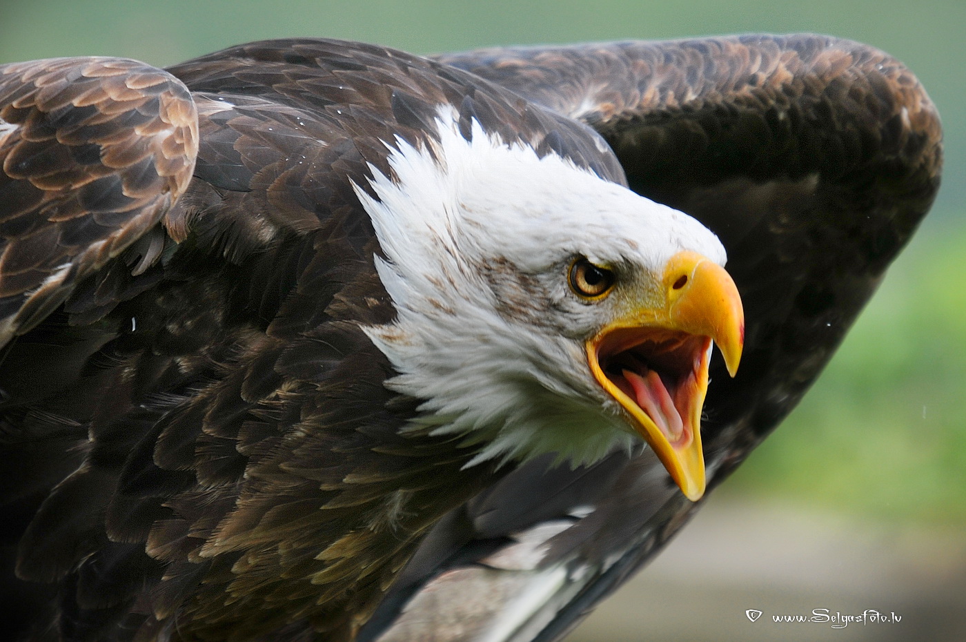 Burg Guttenberg. Deutschland.