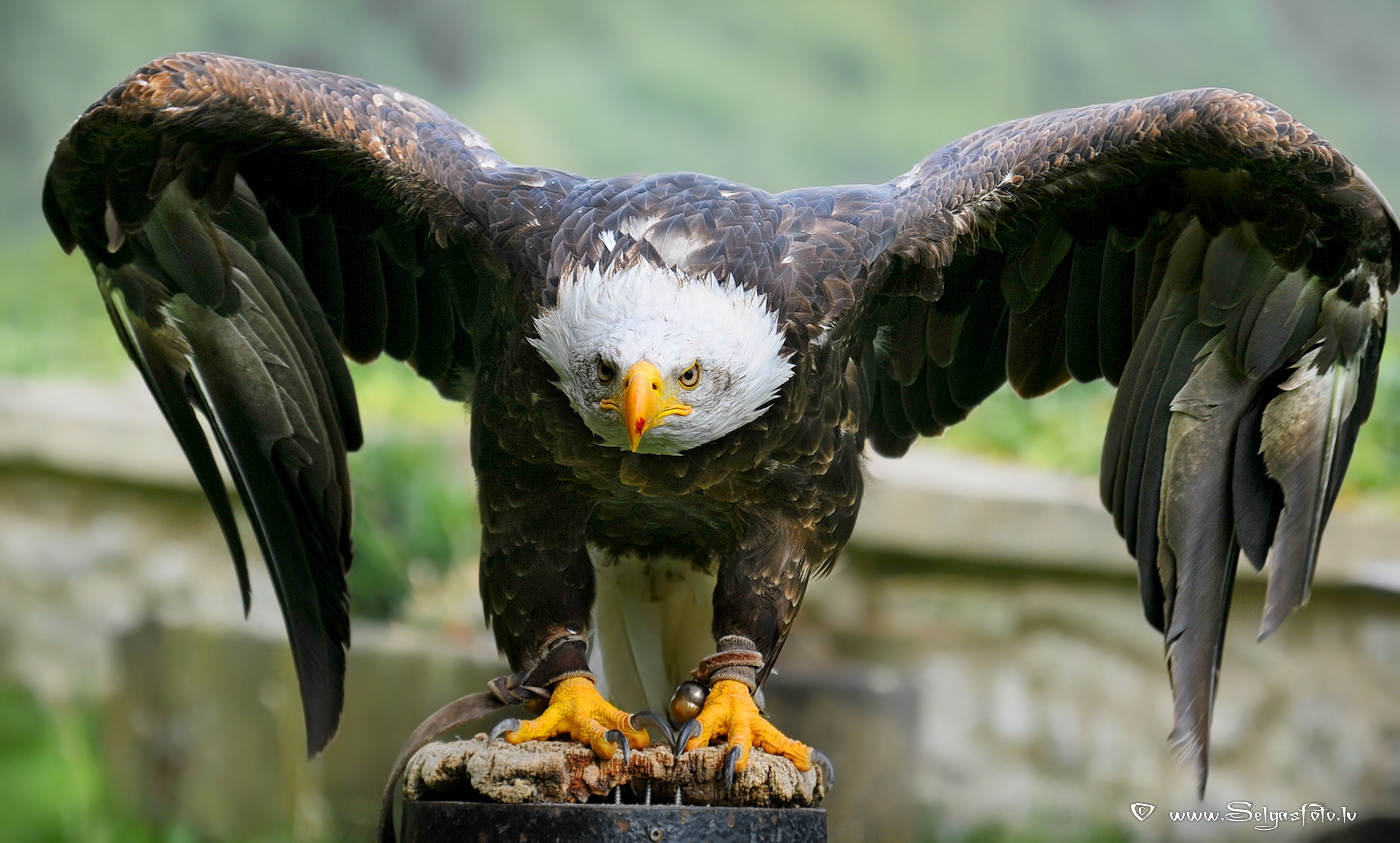 Burg Guttenberg. Deutschland.