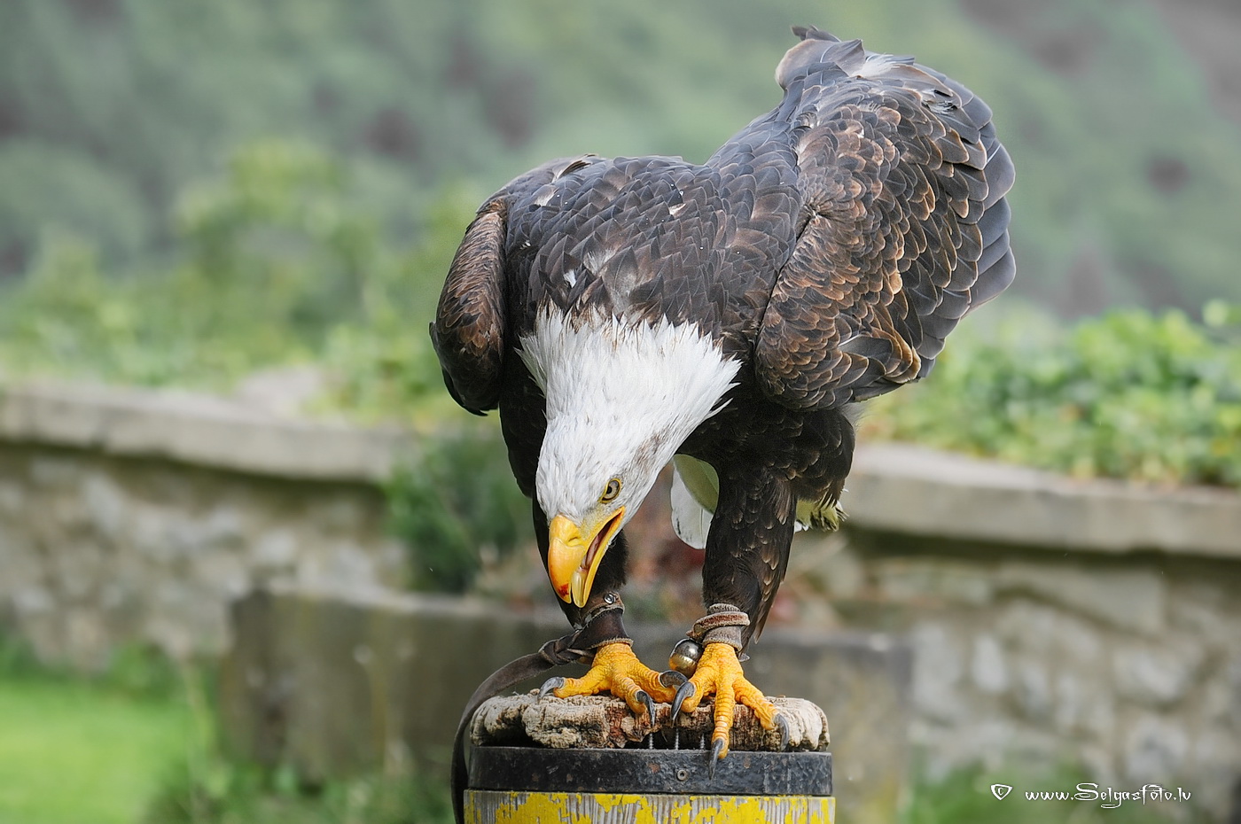 Burg Guttenberg. Deutschland.