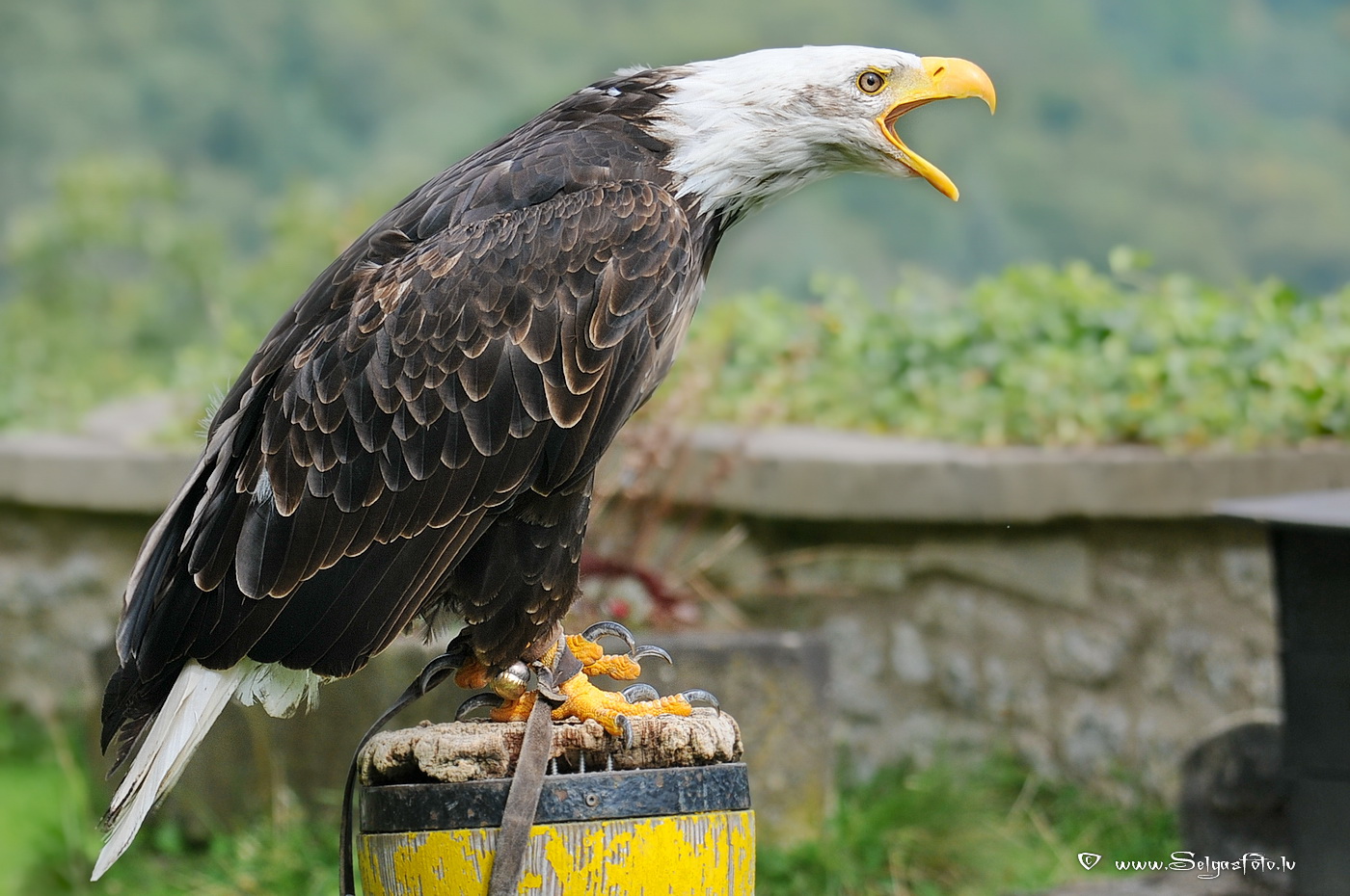 Burg Guttenberg. Deutschland. Burg Guttenberg. Deutschland.