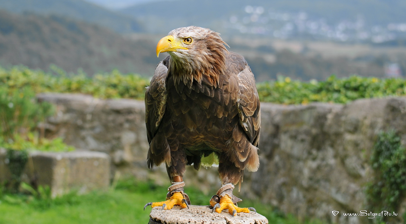 Burg Guttenberg. Deutschland. Burg Guttenberg. Deutschland.