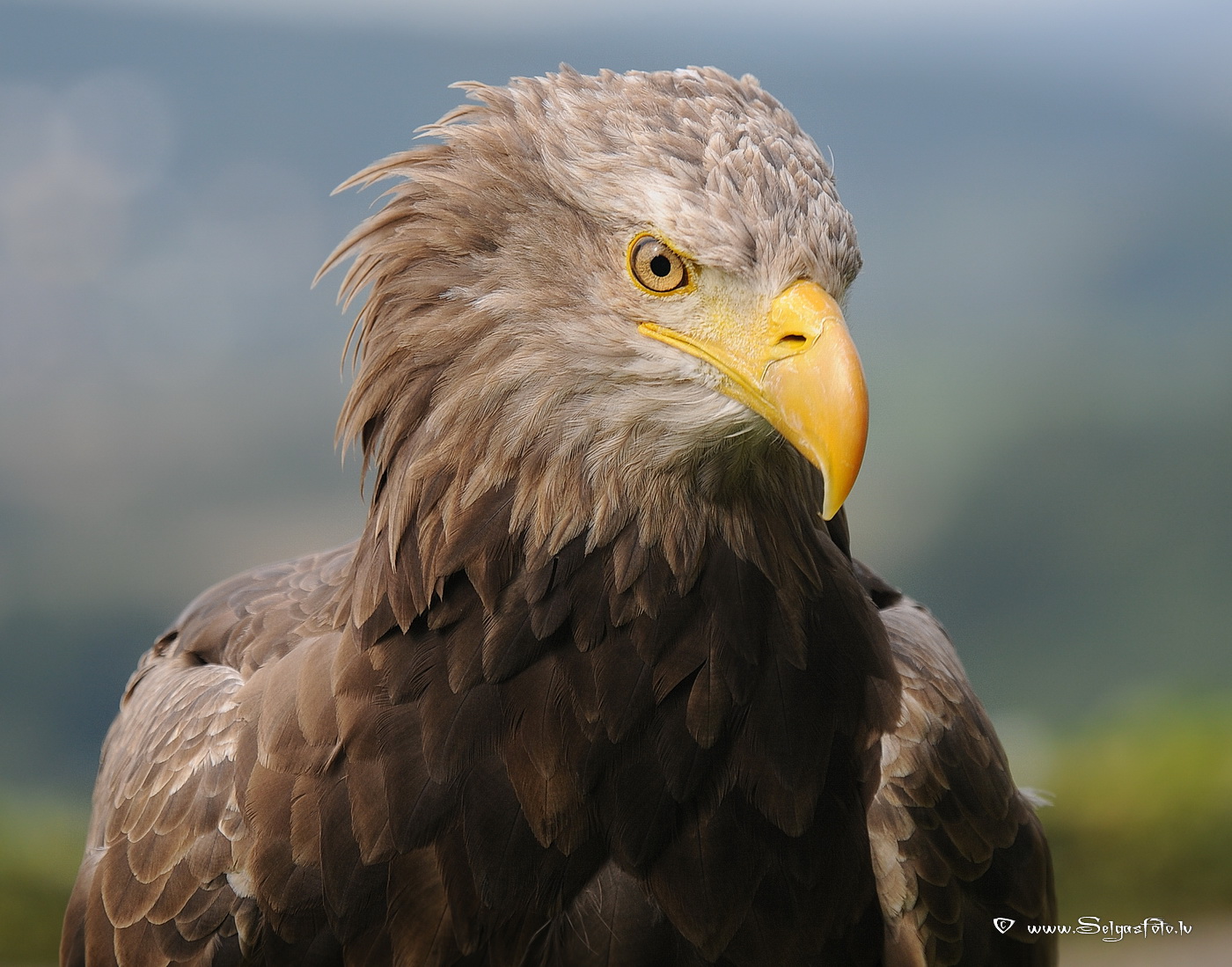 Burg Guttenberg. Deutschland.