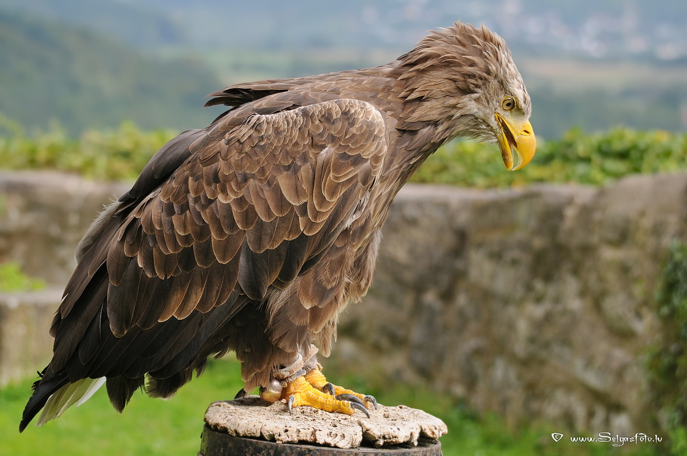 Burg Guttenberg. Deutschland. Burg Guttenberg. Deutschland.