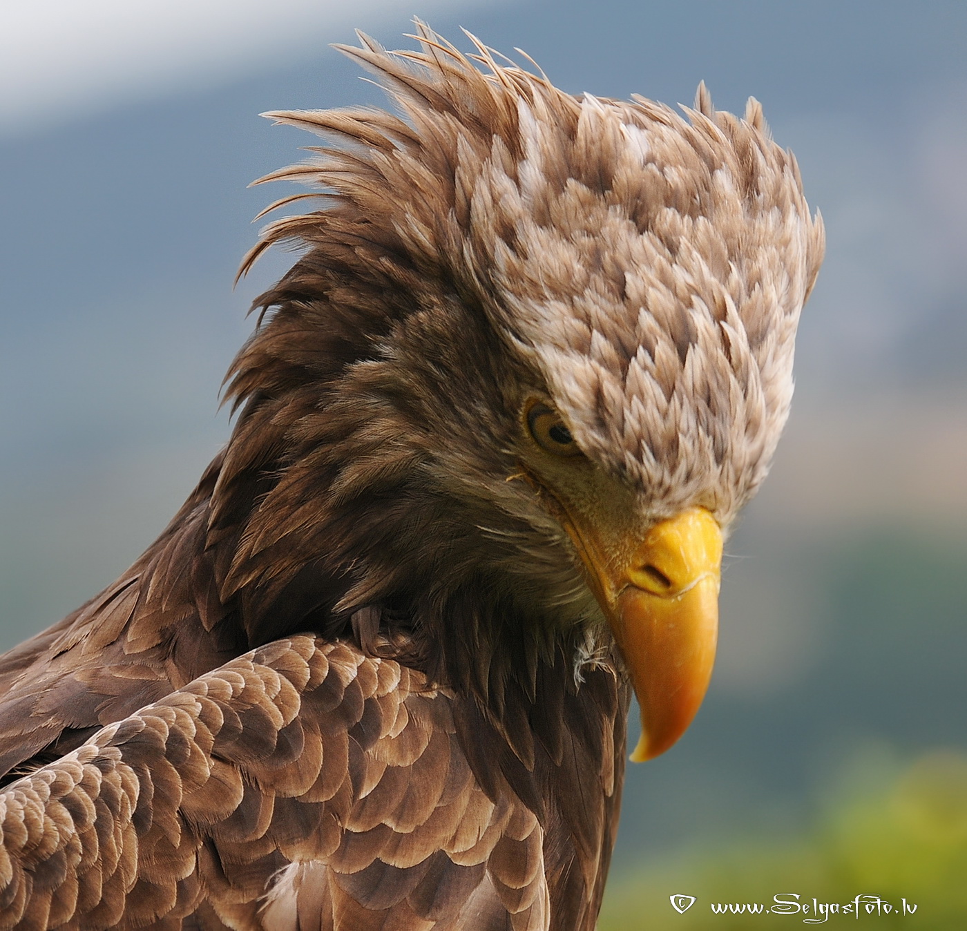 Burg Guttenberg. Deutschland.