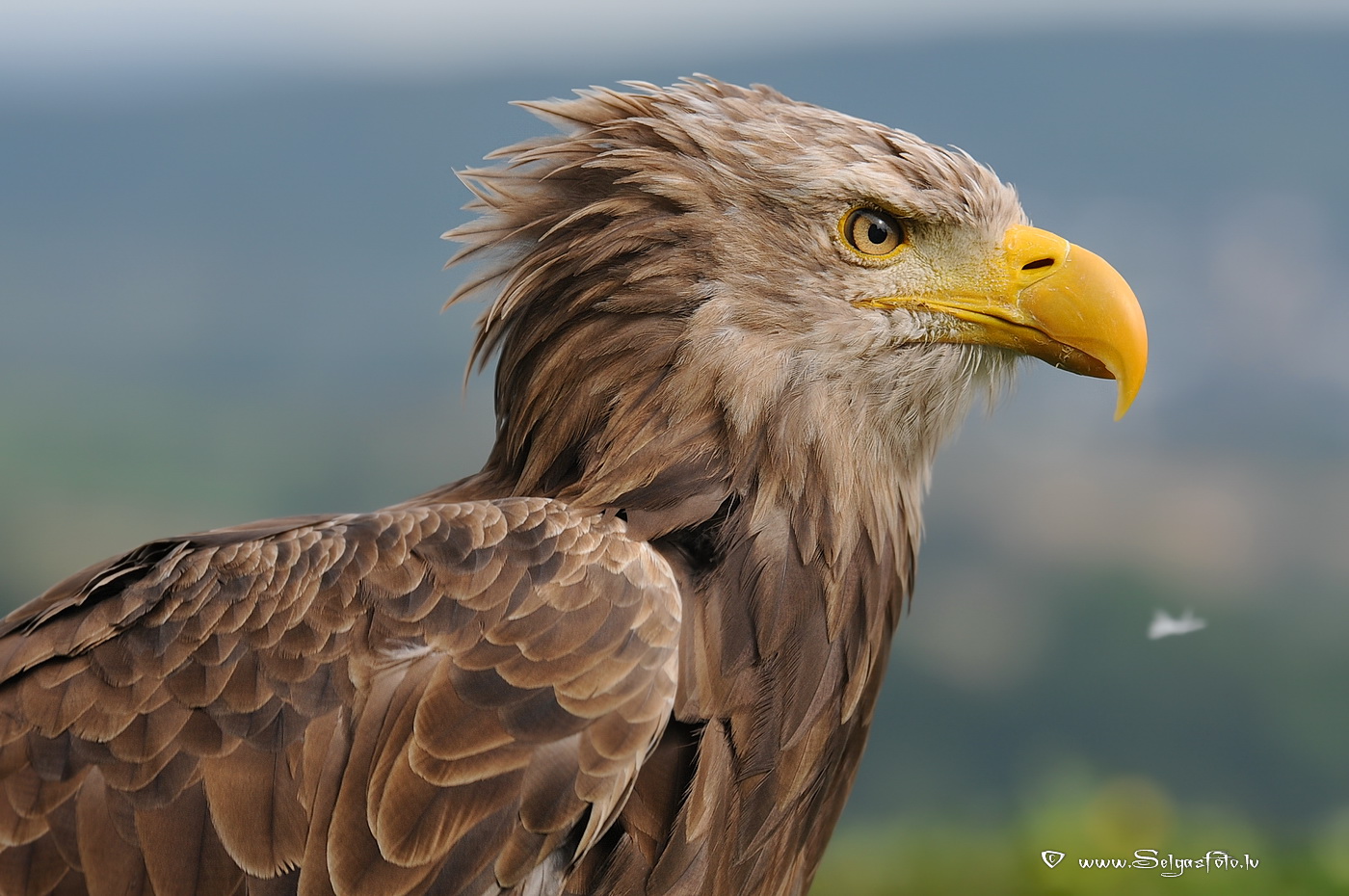 Burg Guttenberg. Deutschland.