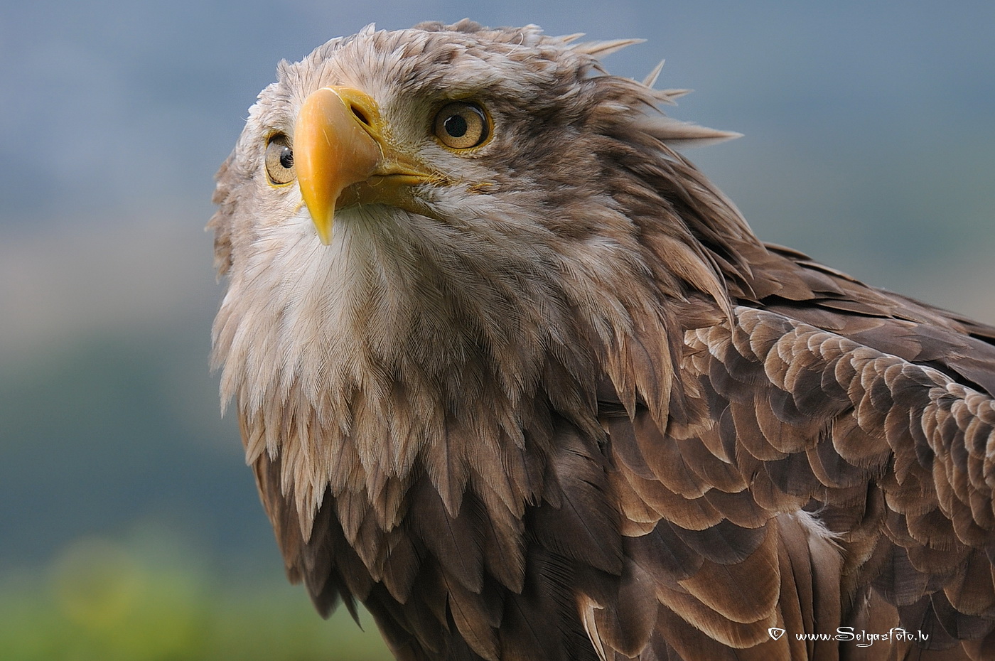 Burg Guttenberg. Deutschland.