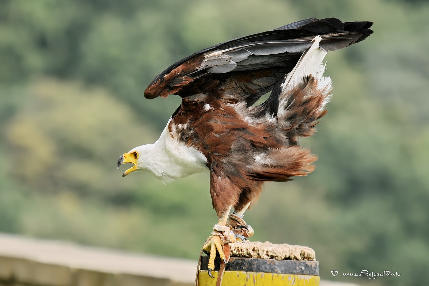 Burg Guttenberg. Deutschland. Burg Guttenberg. Deutschland.