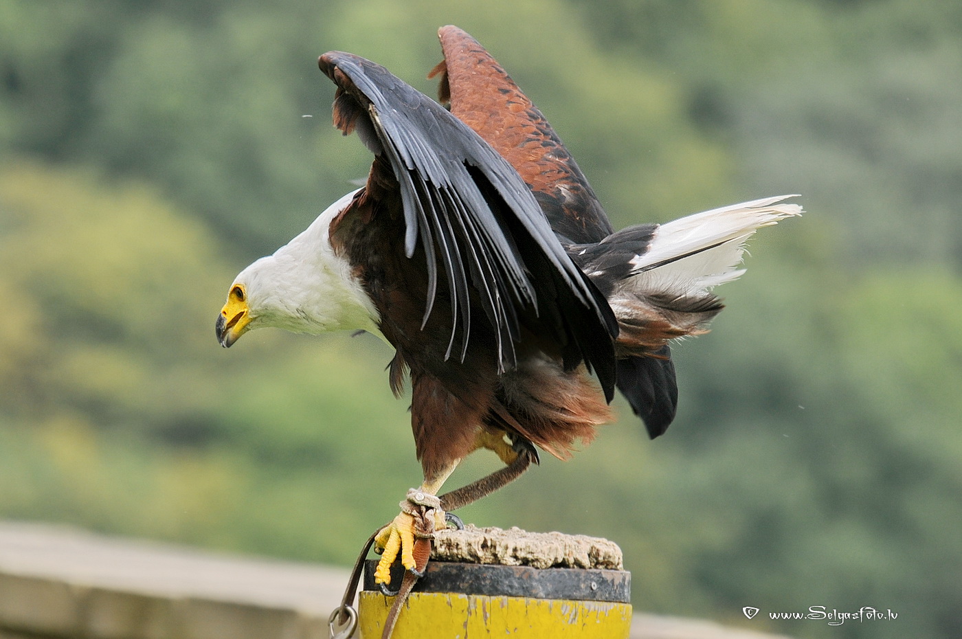 Burg Guttenberg. Deutschland. Burg Guttenberg. Deutschland.