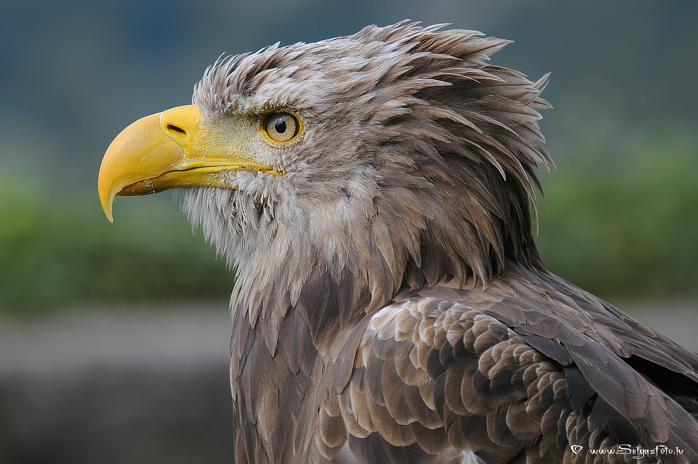 Burg Guttenberg. Deutschland. Burg Guttenberg. Deutschland.