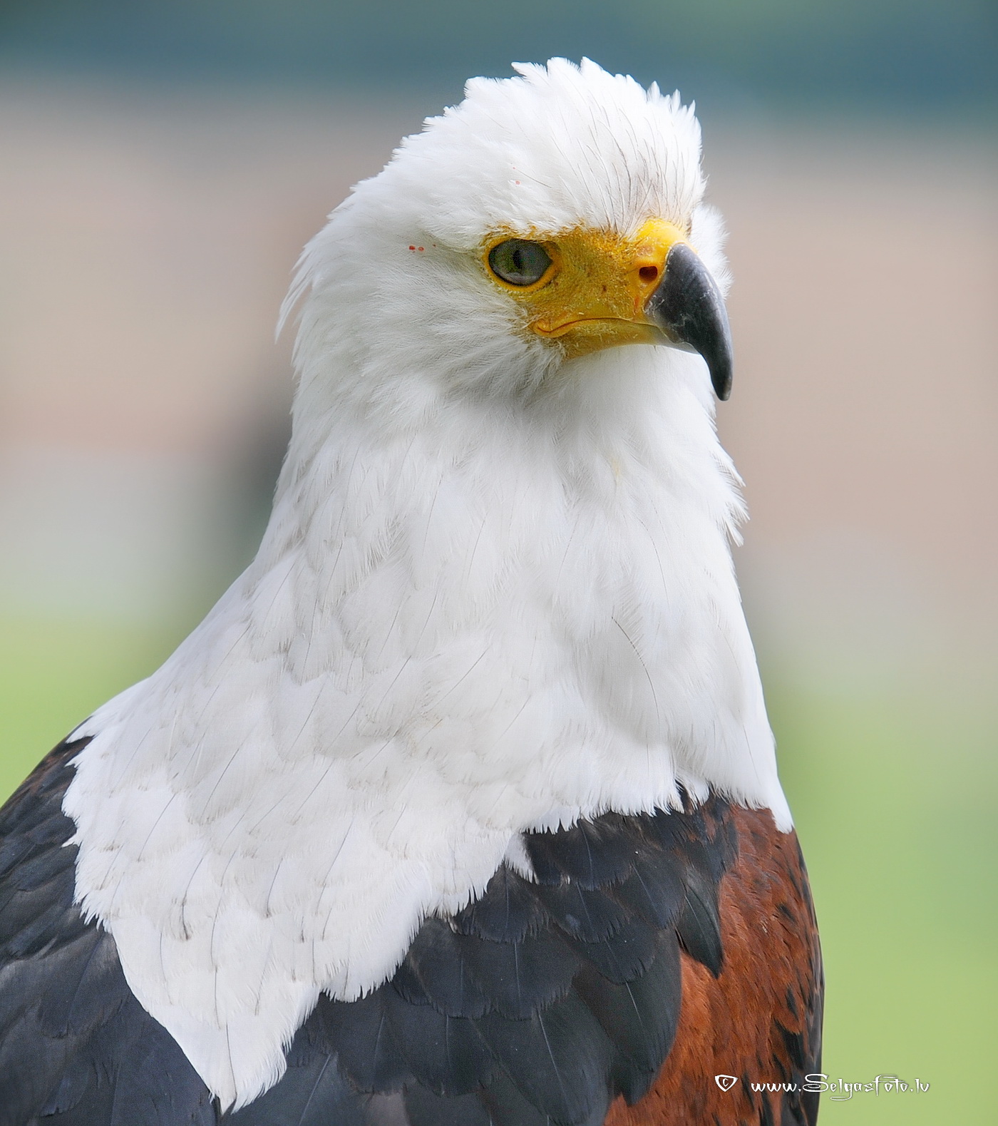Burg Guttenberg. Deutschland.