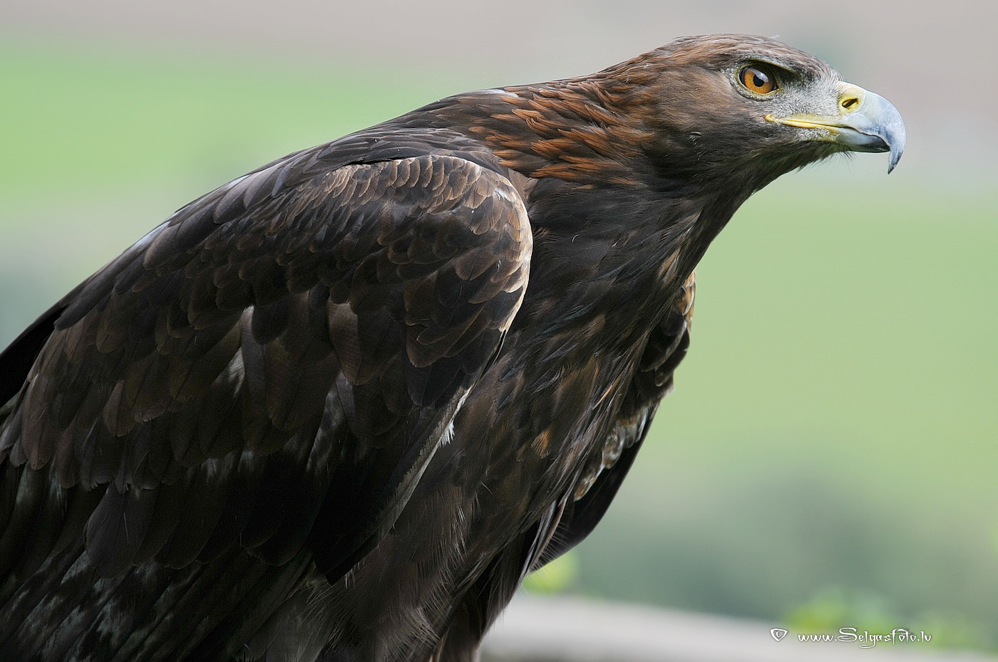 Burg Guttenberg. Deutschland.