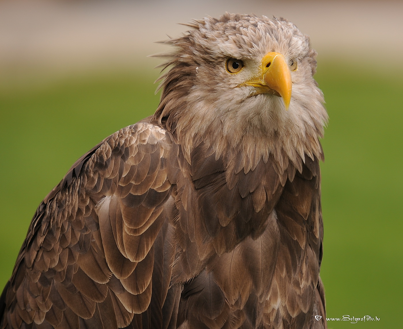 Burg Guttenberg. Deutschland. Burg Guttenberg. Deutschland.