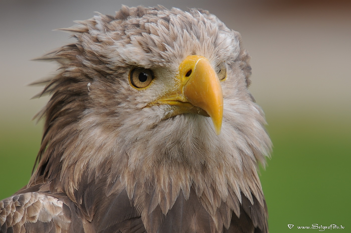 Burg Guttenberg. Deutschland. Burg Guttenberg. Deutschland.