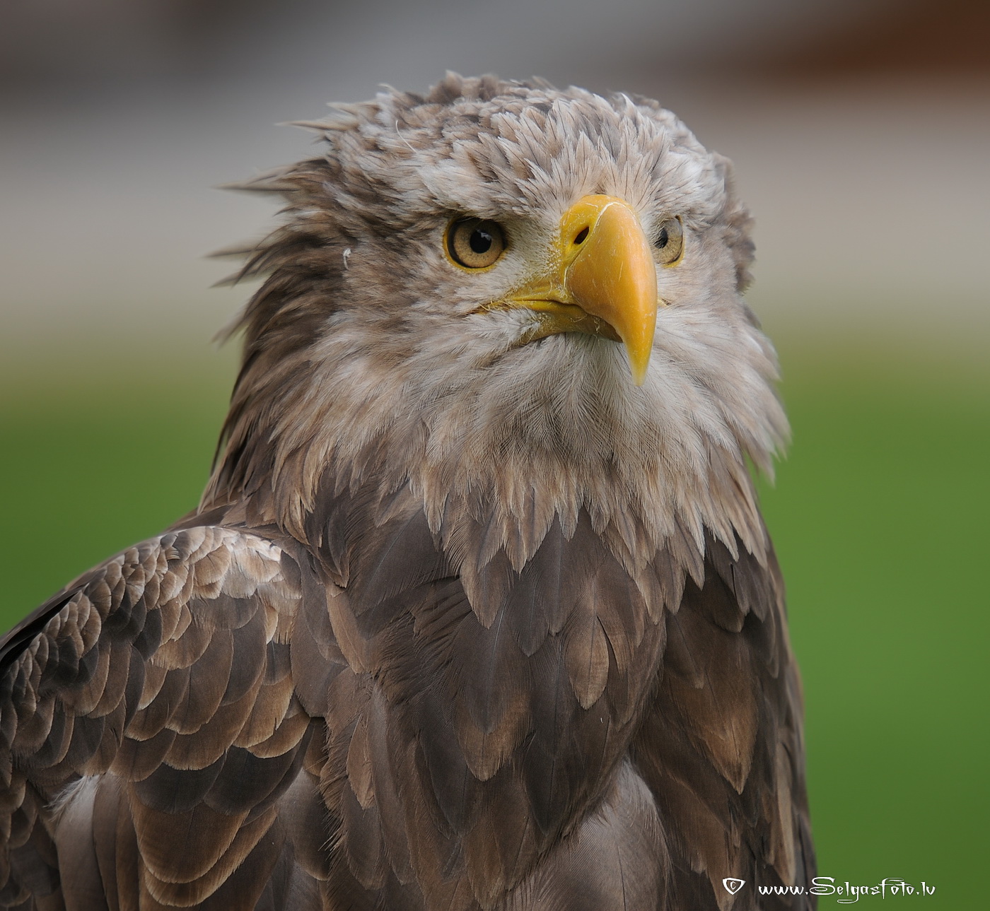 Burg Guttenberg. Deutschland. Burg Guttenberg. Deutschland.