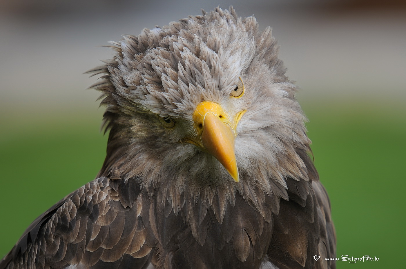 Burg Guttenberg. Deutschland.