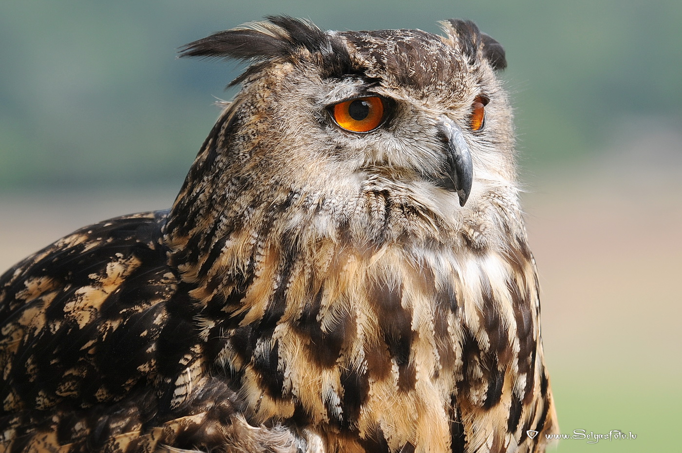 Burg Guttenberg. Deutschland.