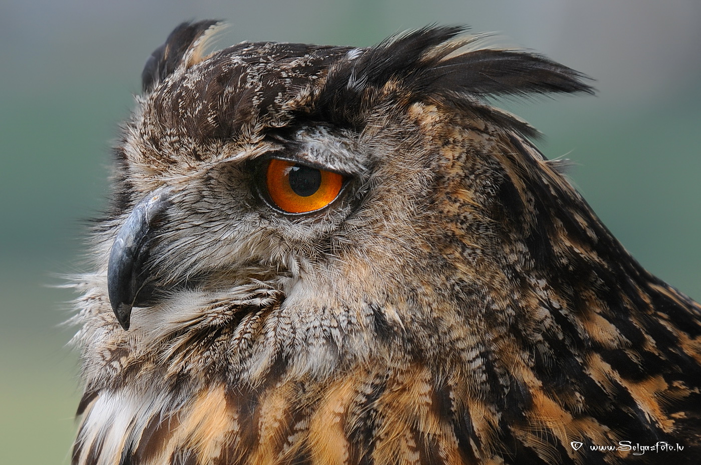 Burg Guttenberg. Deutschland.
