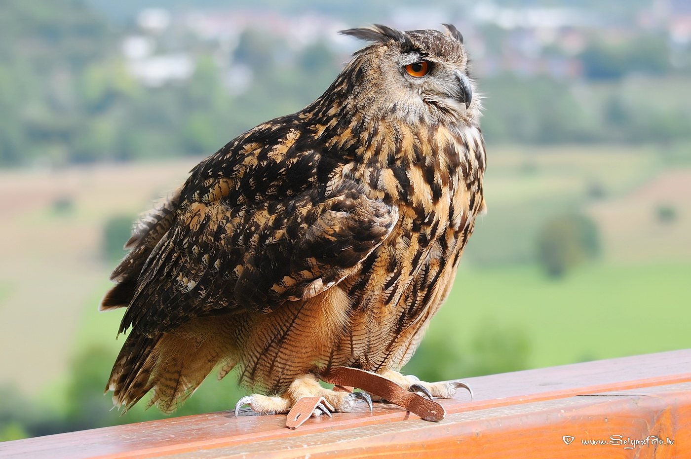 Burg Guttenberg. Deutschland.