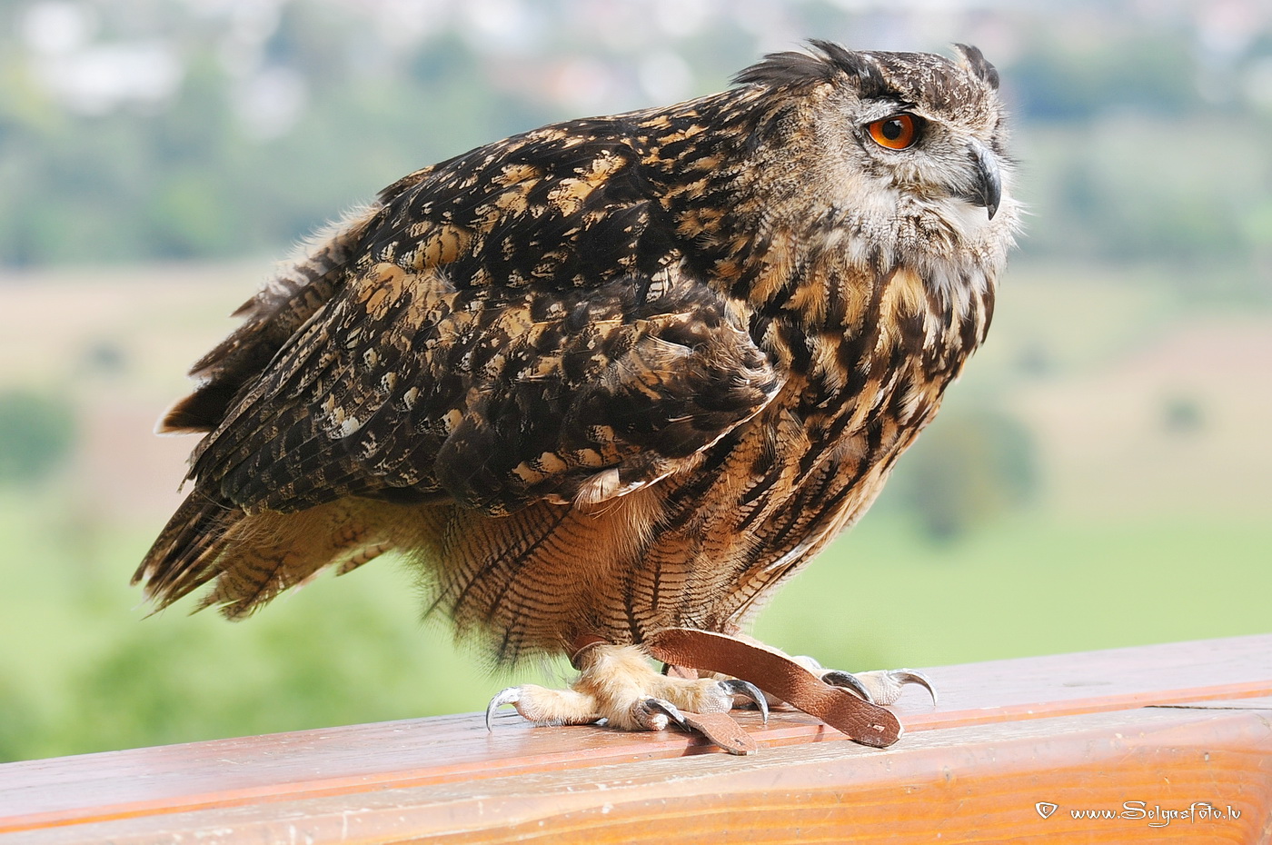 Burg Guttenberg. Deutschland.