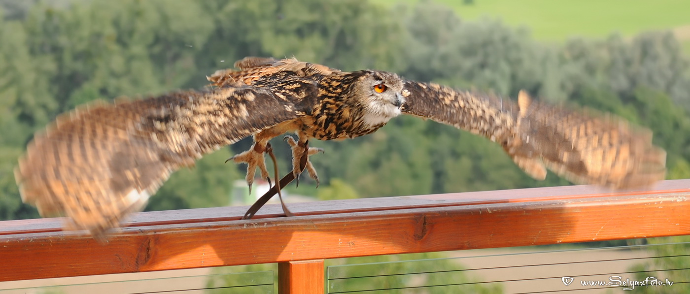 Burg Guttenberg. Deutschland. Burg Guttenberg. Deutschland.