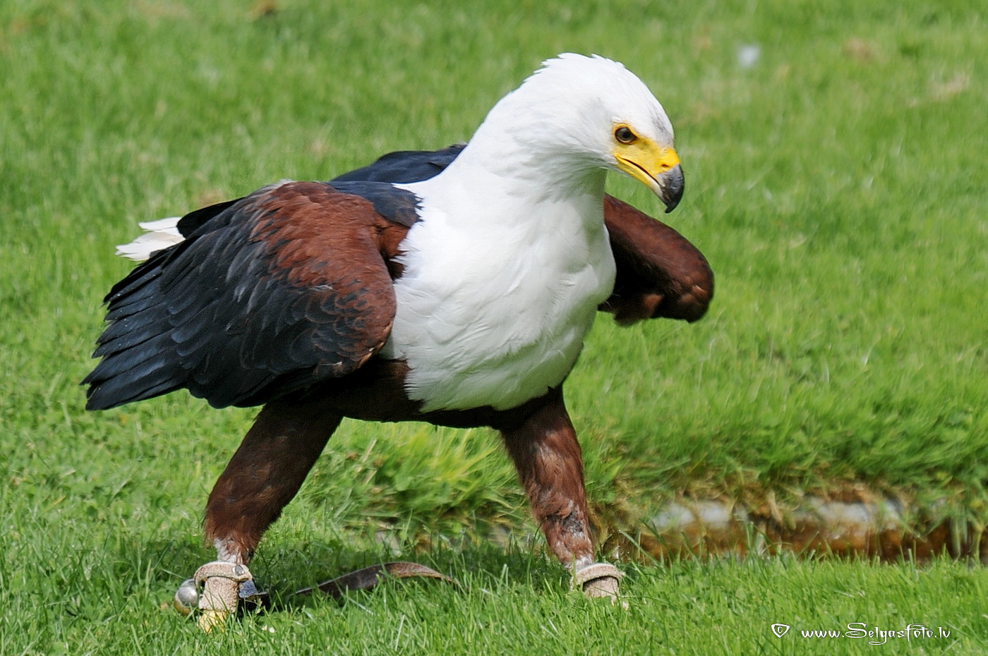 Burg Guttenberg. Deutschland. Burg Guttenberg. Deutschland.