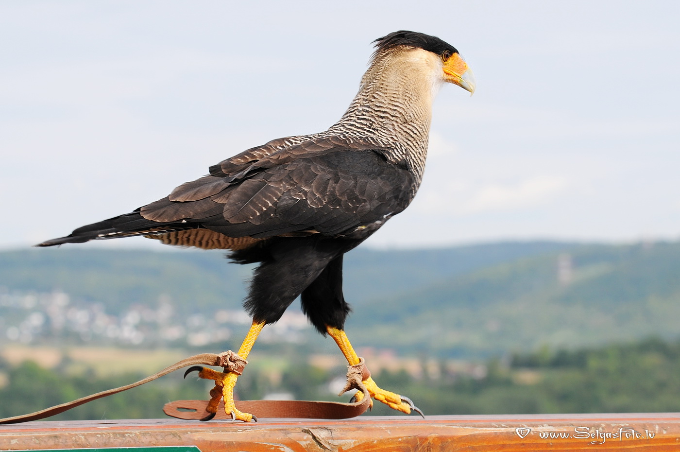 Burg Guttenberg. Deutschland.