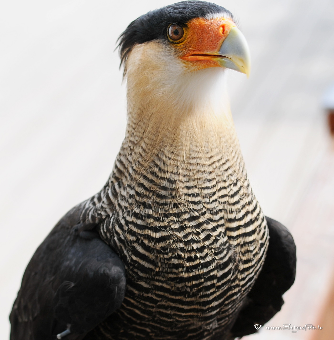 Burg Guttenberg. Deutschland. Burg Guttenberg. Deutschland.