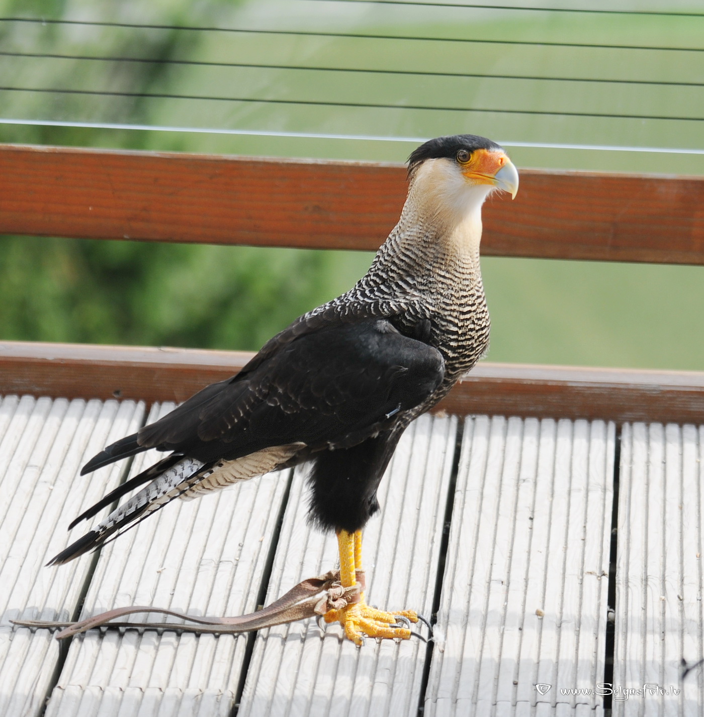 Burg Guttenberg. Deutschland.