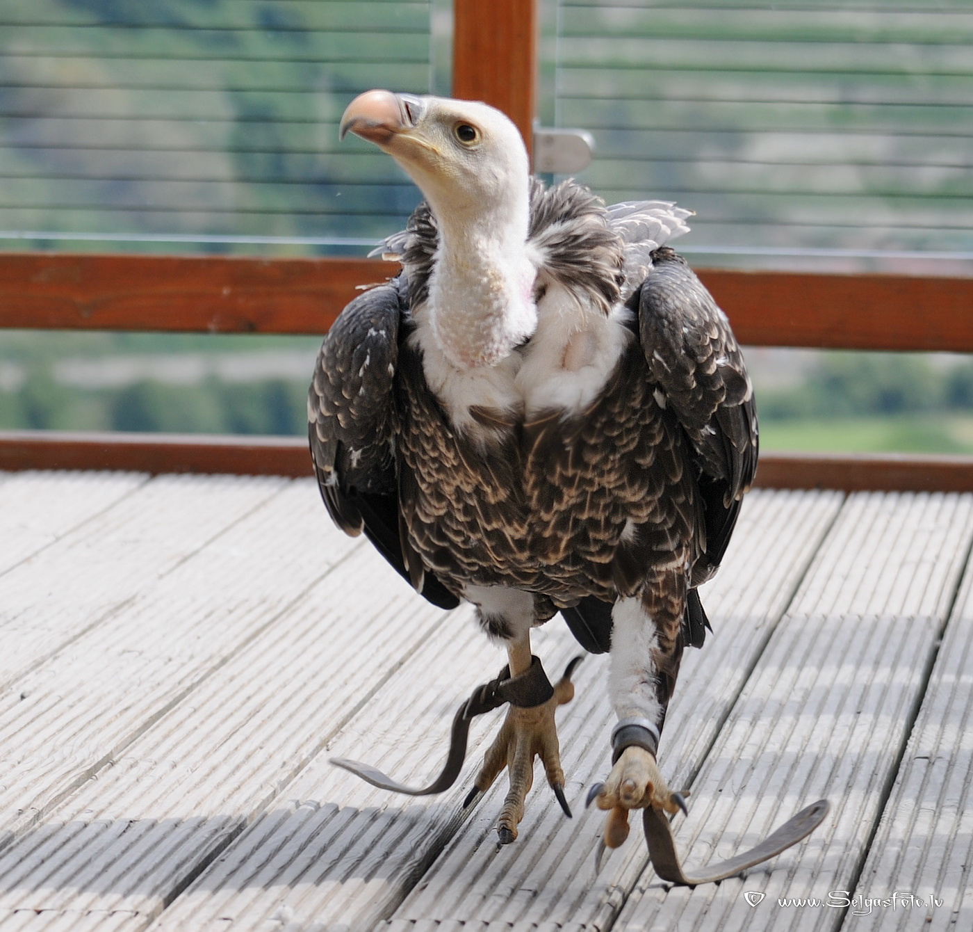 Burg Guttenberg. Deutschland. Burg Guttenberg. Deutschland.