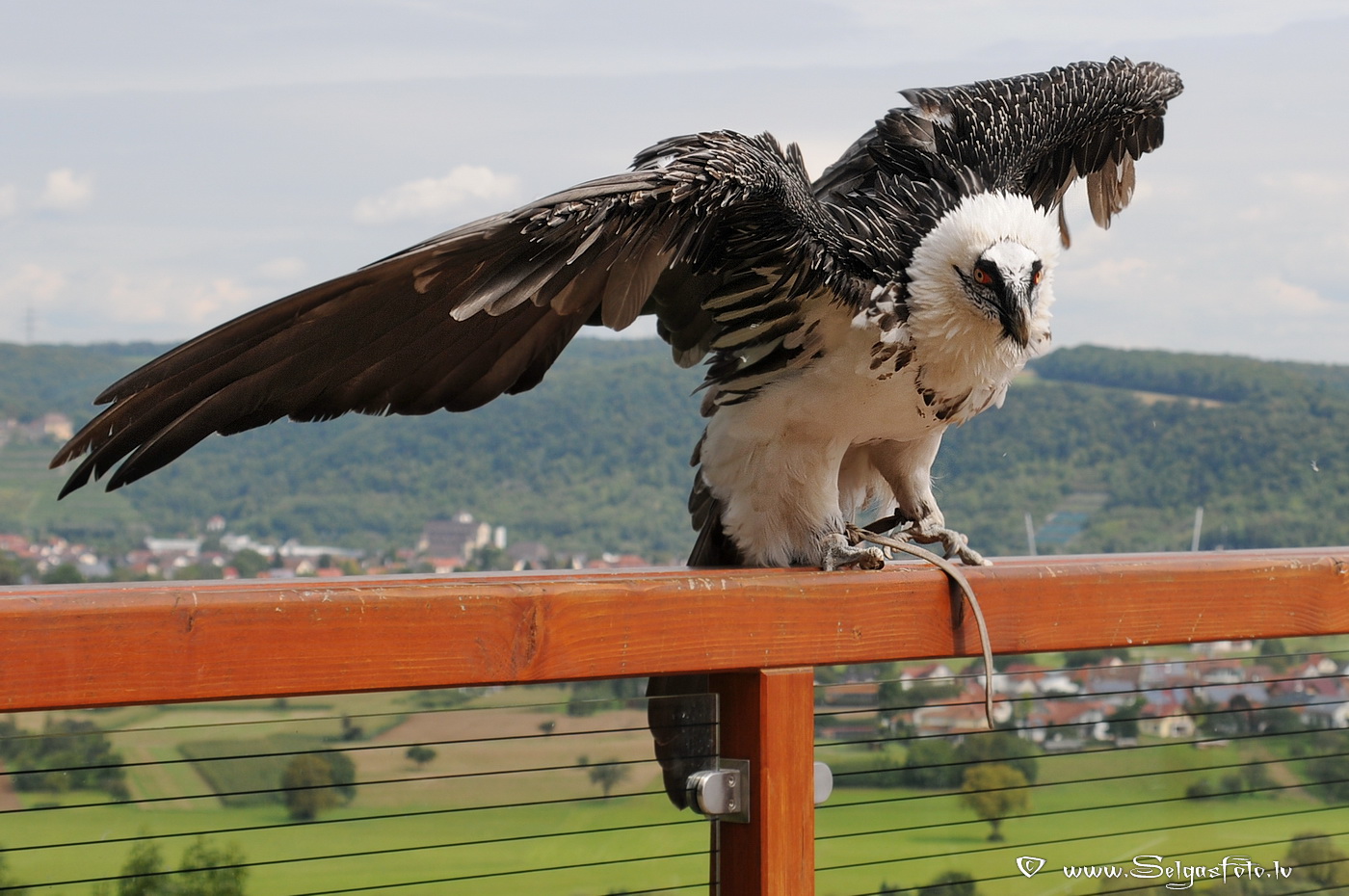 Burg Guttenberg. Deutschland. Burg Guttenberg. Deutschland.